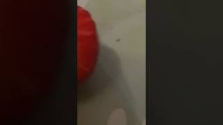 المرجو نشر الفيديو      حشرة ابو مقص داخل فاكهة الفراولة