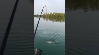 Balık Avı Sazan Trofe I Ik