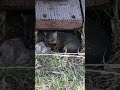 The Island Foxes are too cute to begin with but these pups are irresistible 🦊😍