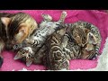 These kittens are very talkative to mommy