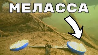 видео: Как рыба Реагирует на Мелассу? Подводная съемка картинка: Как рыба Реагирует на Мелассу? Подводная съемка