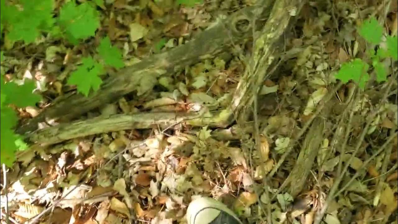 Milliken forest hike part 3/final. YouTube