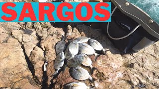 FLOAT FISHING FOR SARGOS! FULL BAG!!!