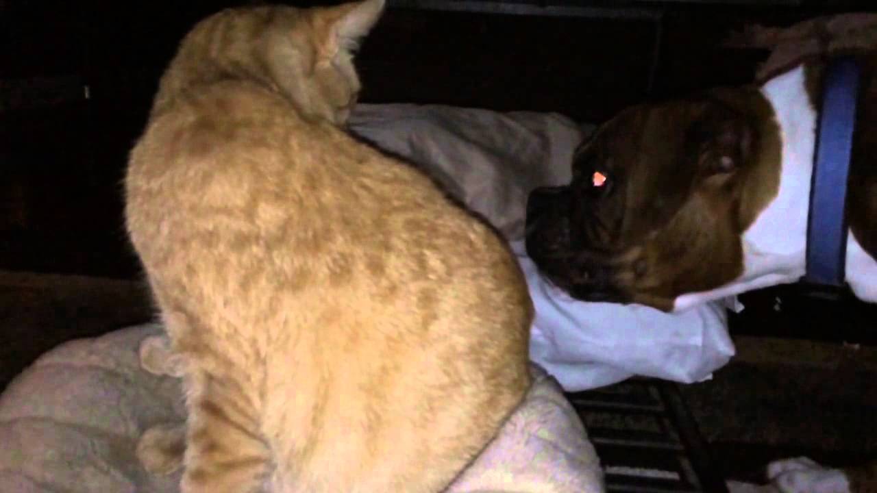 cats vs dogs io boxer vs cat cats vs dogs io boxer vs cat