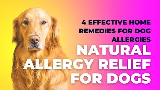 4 Effective Home Remedies for Dog Allergies | Natural Allergy Relief for Dogs