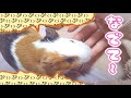 撫でてほしくてめっちゃ鳴くモルモット！【ぷいぷい】