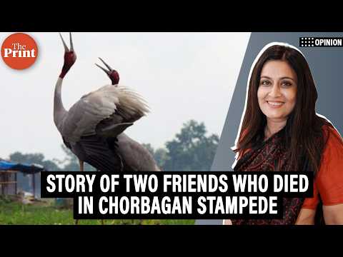Sarus cranes dance for love. Their future rests with India’s farmers