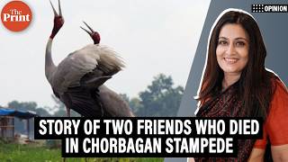 Sarus cranes dance for love. Their future rests with India’s farmers
