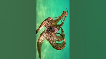 Giant Wild Octopus Deep Dive Hunts Prey