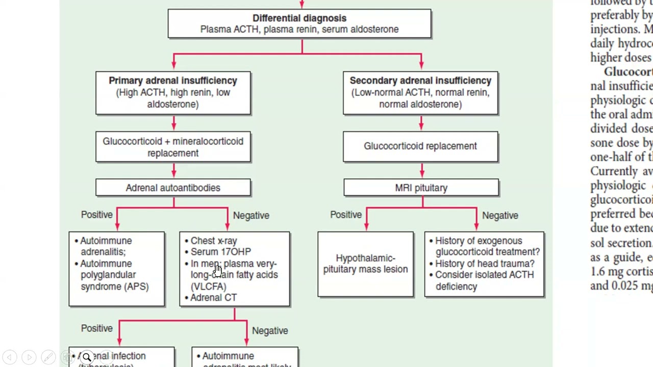 20250803 Board Belajar Bareng Ado 15 Endokrin