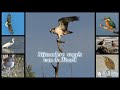 11 Bijzondere vogels van de Waard