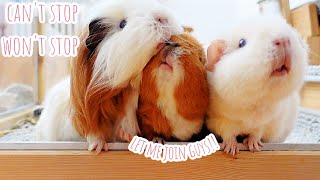 Regular Tuesday In My Guinea Pigs' Life