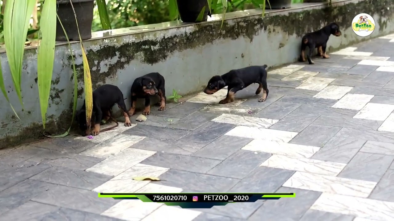 European Doberman puppies Available | Guard dog | 