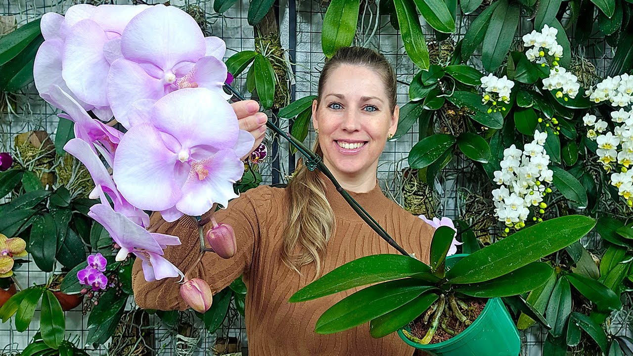 Como plantar a sua orquídea phalaenopsis e manter florida por muito tempo