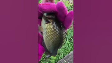 Climbing perch fishing |ngo binh fishing|