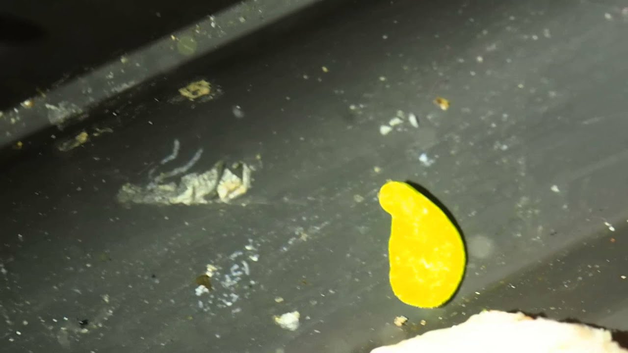 Bosellia marcusi maybe P5070385