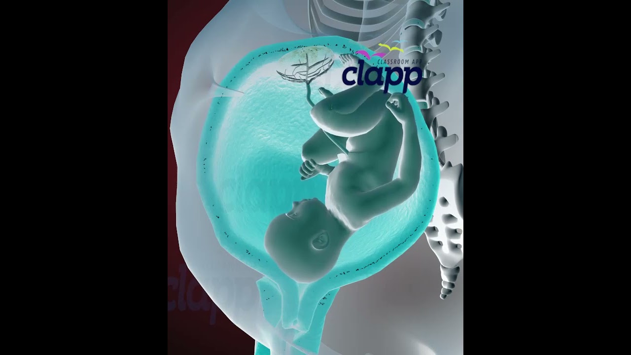 Amazing Baby moments Inside the Womb (3D Animation)