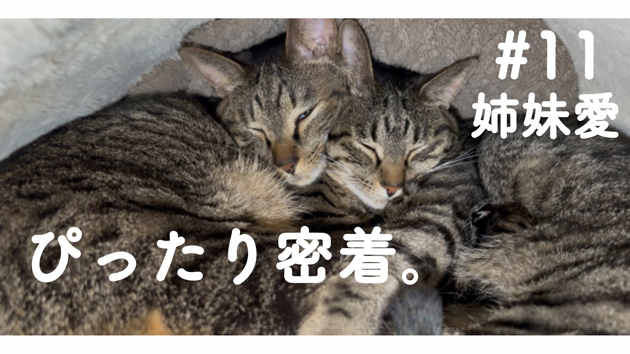 【姉妹愛】 0センチのおやすみタイム