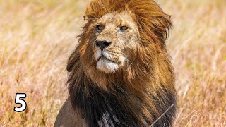 5 Minute Timer- Lion Roars When Time's Up!!