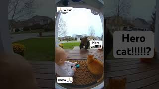Cat saves Baby from Bear