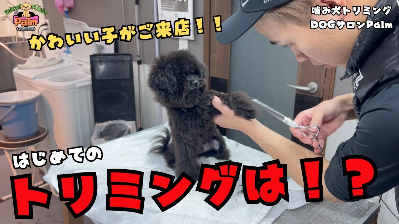 【初来店】ポメプーの子犬トリミング！！