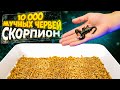 ЧТО ЕСЛИ К 10 000 МУЧНЫХ ЧЕРВЕЙ - ОПУСТИТЬ МЁРТВОГО СКОРПИОНА? СКОРПИОН VS МУЧНЫЕ ЧЕРВИ