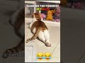 Top 8 Funniest Pet Fails | #shorts #pets
