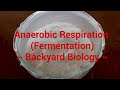 Anaerobic Respiration Fermentation Backyard Bio