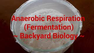 Anaerobic Respiration Fermentation Backyard Bio