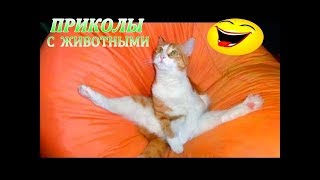 ★ПРИКОЛЫ С ДОМАШНИМИ И ДИКИМИ ЖИВОТНЫМИ ! Смешные демотиваторы. ★ПРИКОЛЫ С ДОМАШНИМИ И ДИКИМИ ЖИВОТНЫМИ ! Смешные демотиваторы.