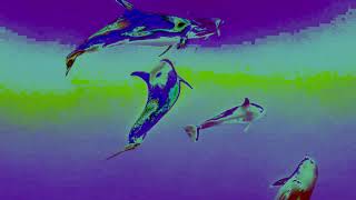 Trippy Dolphin