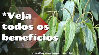 Falso-jaborandi ou pimenta-de-macaco: características e BENEFÍCIOS