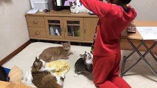 父猫目指して立つ練習をする子猫がかわいい