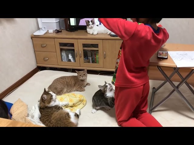 父猫目指して立つ練習をする子猫がかわいい