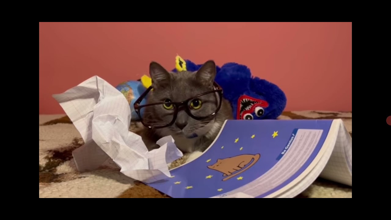 Канал котики в школе бардак 