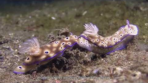 How Silly Sea Slugs Escape Being Eaten!