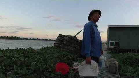 Thăm bè cá 30k ở Lương Tài Bắc Ninh trước ngày trở gió một ngày,Hôm nay CN17/11/2022#NTN?