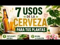 7 usos de la #cerveza en tus #plantas que #nadie te #contó