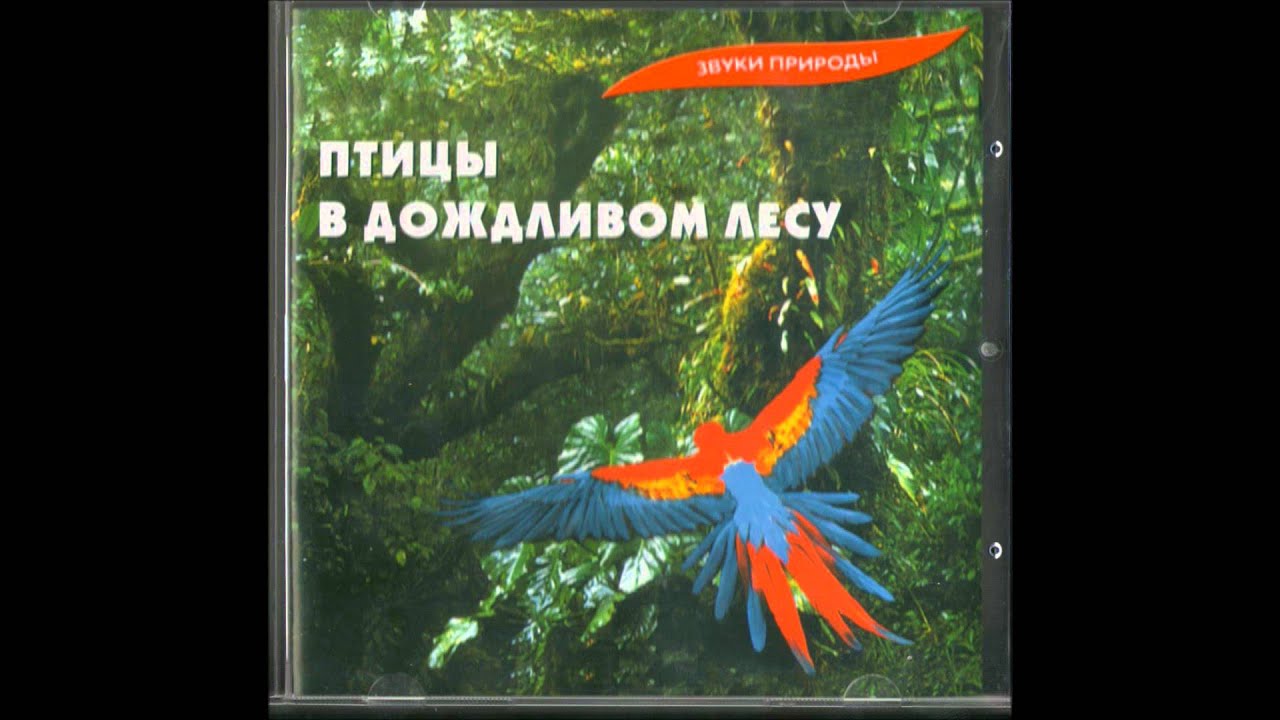 Птицы в дождливом лесу. Звуки природы без музыки.