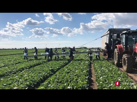 #ახალიკვირა  შრომა საზღვრებს გარეთ