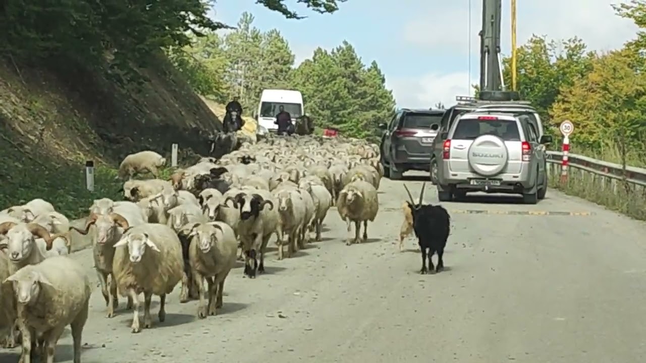 Georgia, ცხვრის ფარა