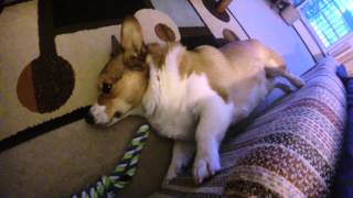 Broading Corgi wants to take a nap 3