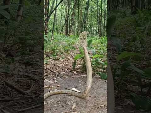 ভিডিও: আমার সাপ কি গর্জন করছে?