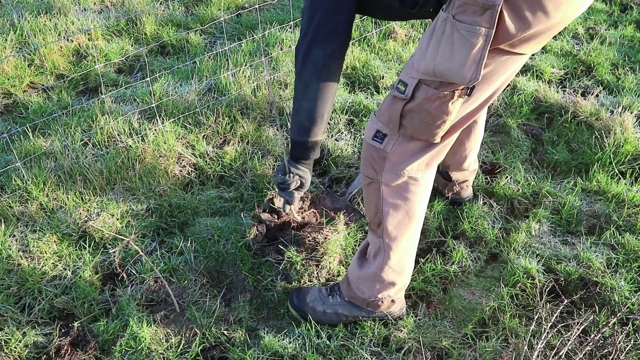 How to plant a hedge for GLAS