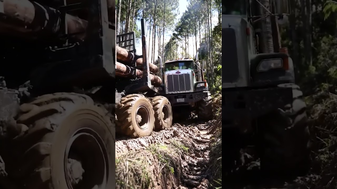 Logging tractor hauling timber from the forest 