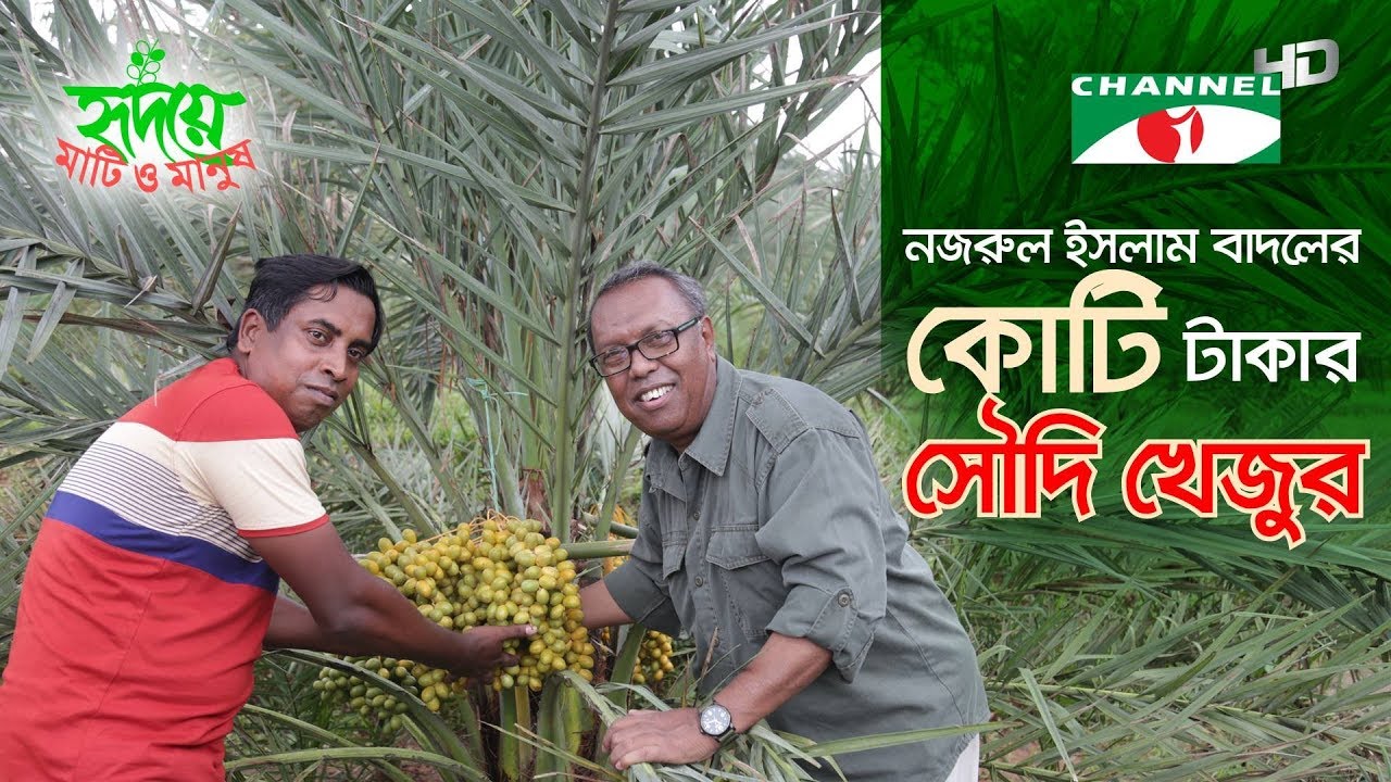 সৌদি খেজুর চাষ করে বাদল এখন কোটিপতি | Channel i | Shykh Seraj |