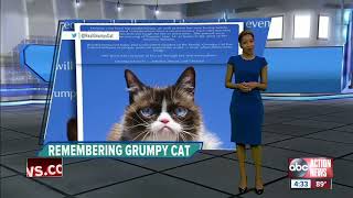 Social media star 'Grumpy Cat' dies at age 7