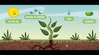 ¿CÓMO SE ALIMENTAN LAS PLANTAS?