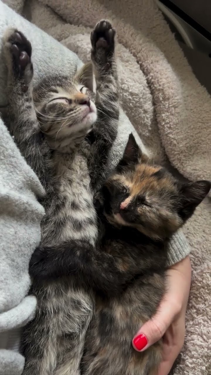Top des vidéos très mignon ♥️ ❄️ ♥️ ❄️ ♥️ ❄️ ♥️ ❄️