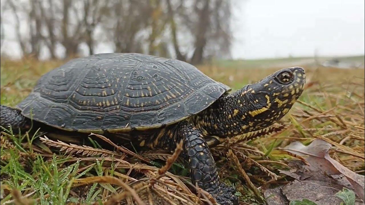 Европейская болотная черепаха - YouTube